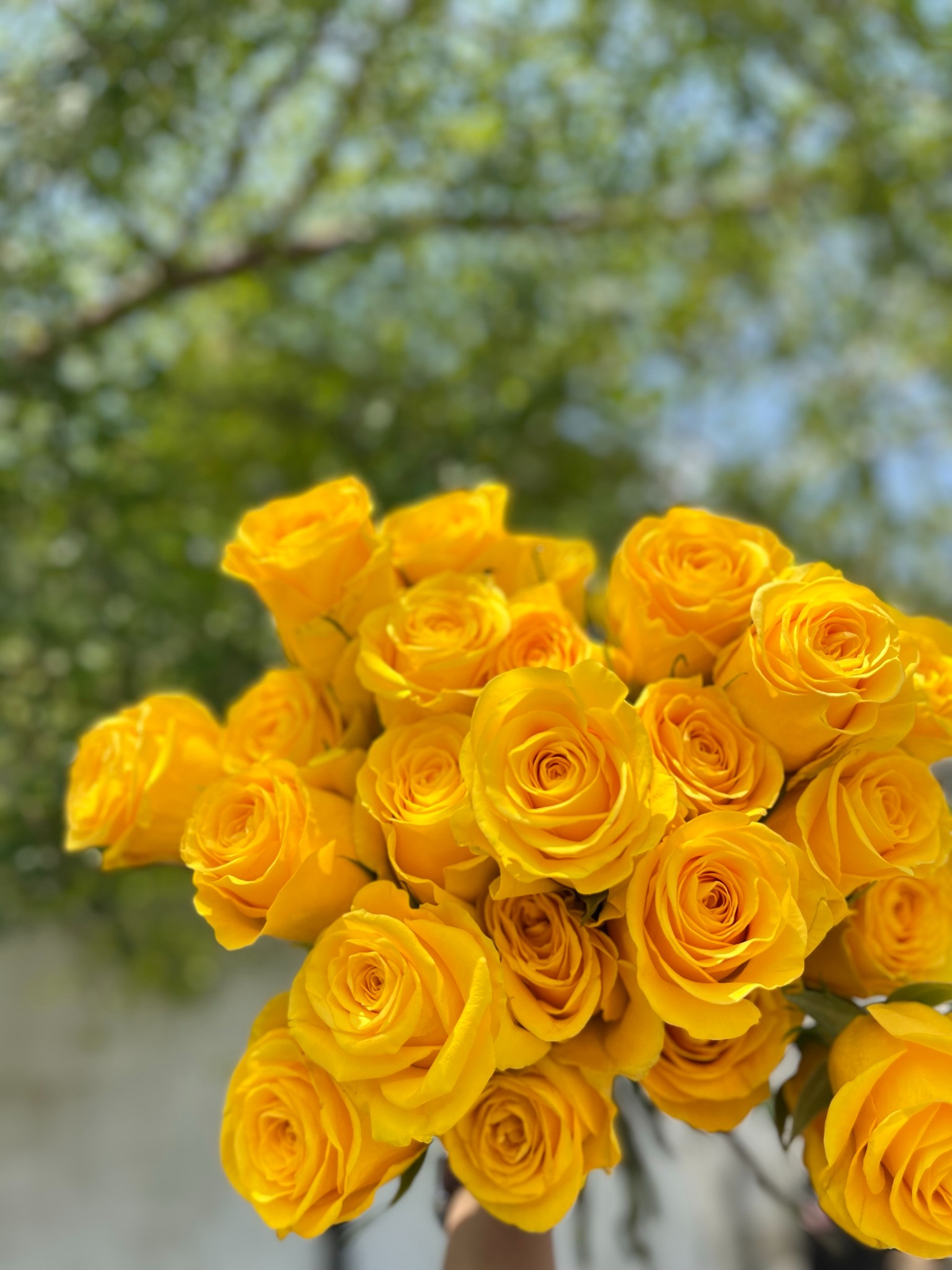 Semi Holland Rose