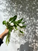 Tulip