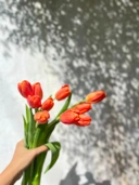 Tulip
