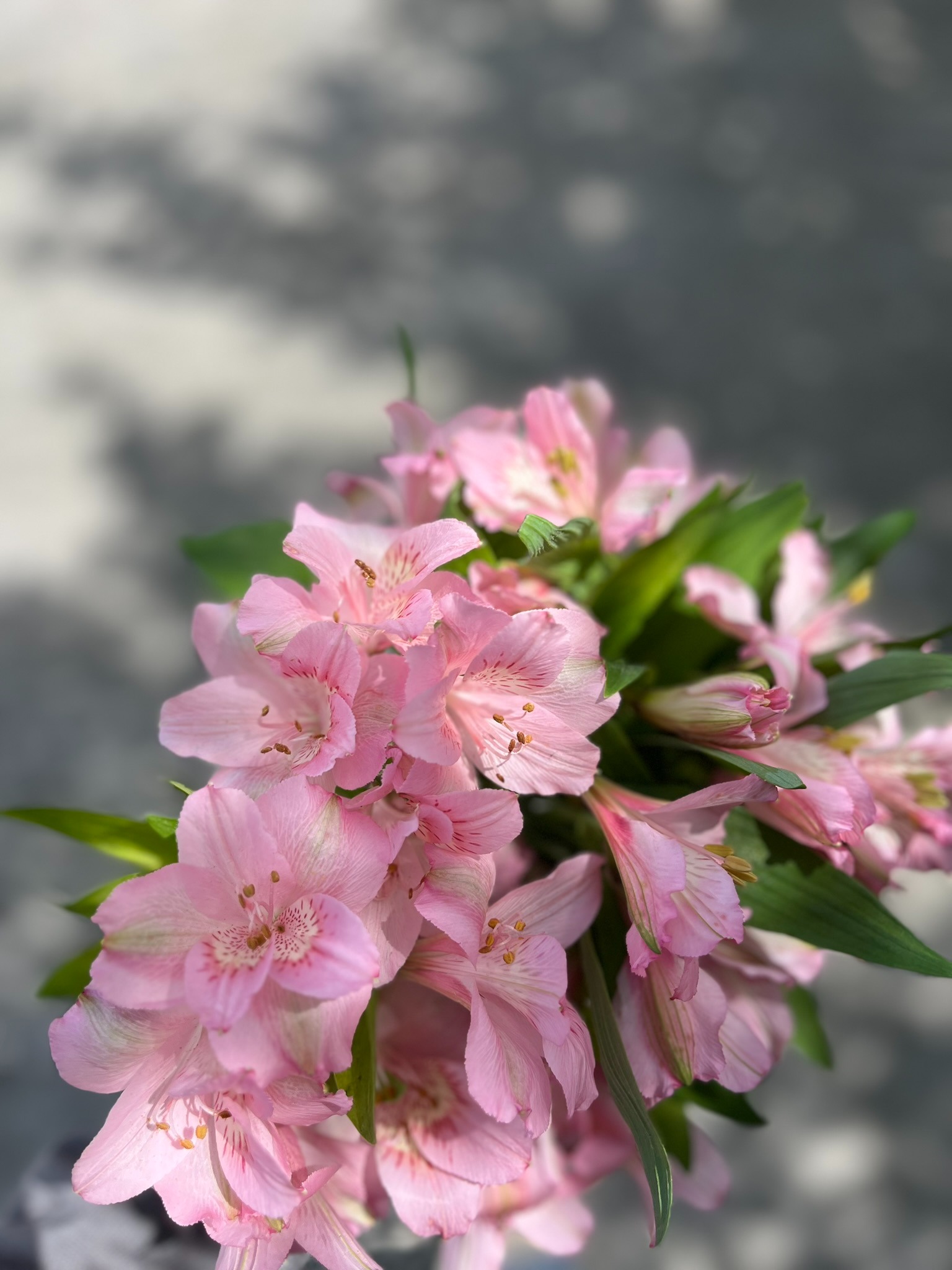 Alstroemeria