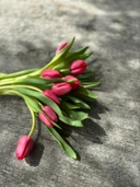 Tulip