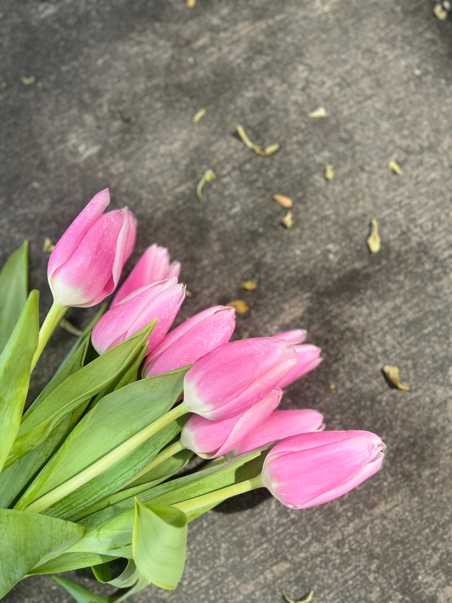 Tulip