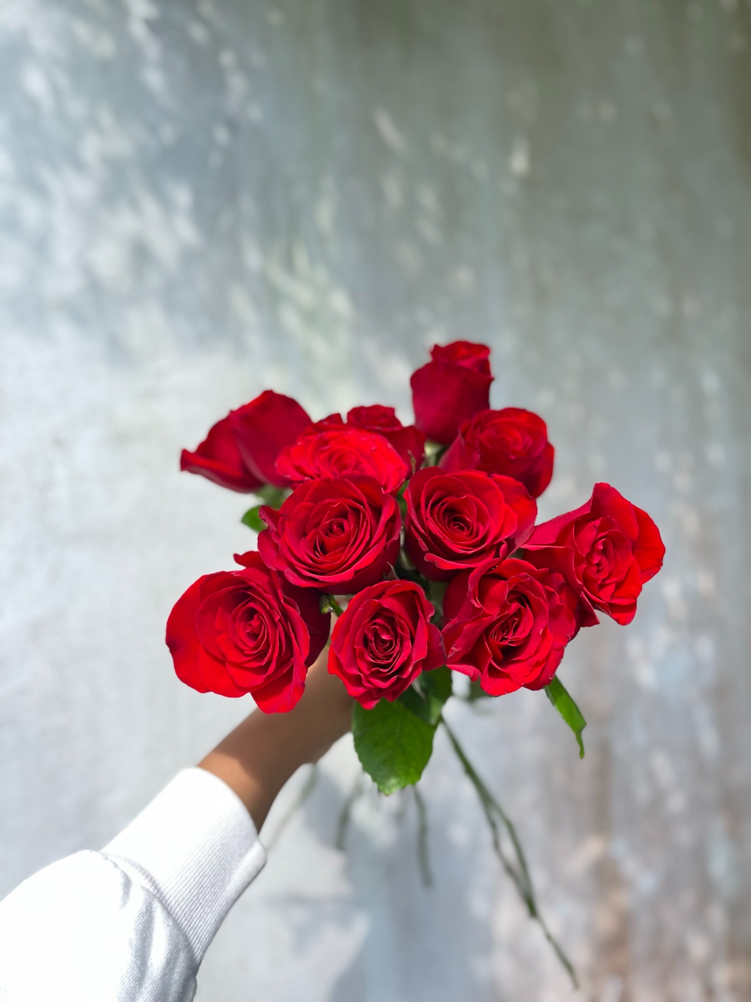 Semi Holland Rose