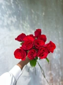 Semi Holland Rose