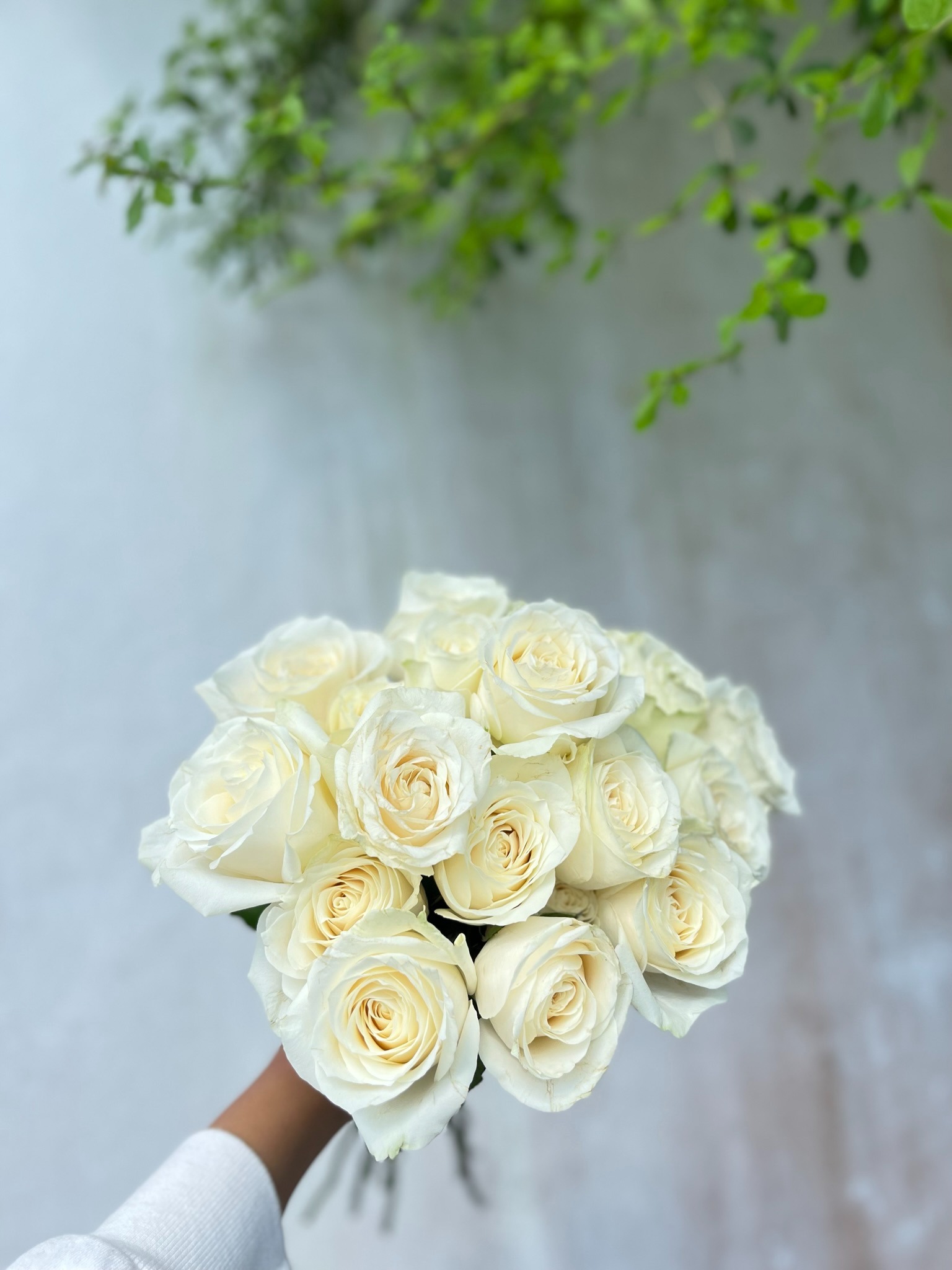 Semi Holland Rose