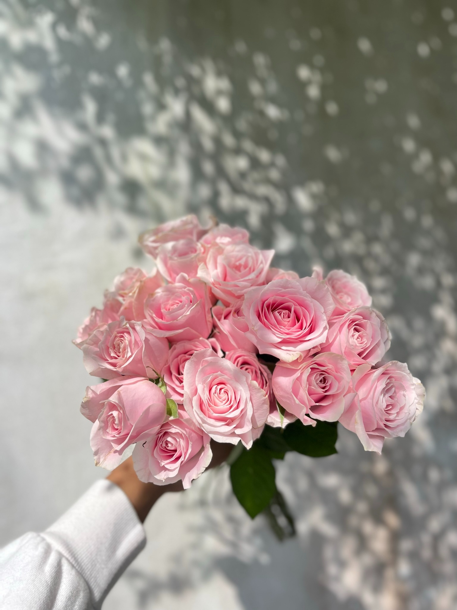 Semi Holland Rose