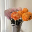 Peony Mum