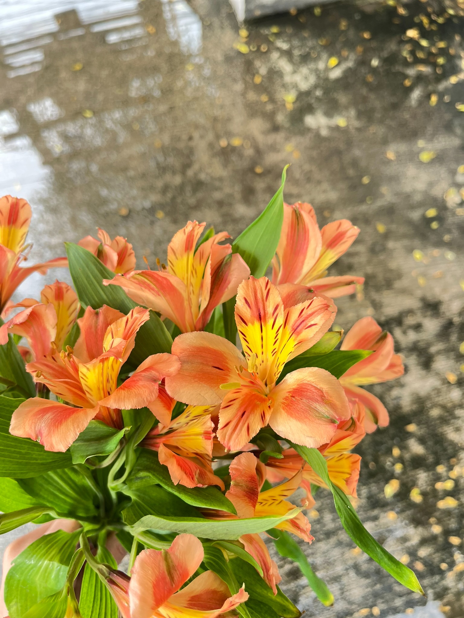 Alstroemeria