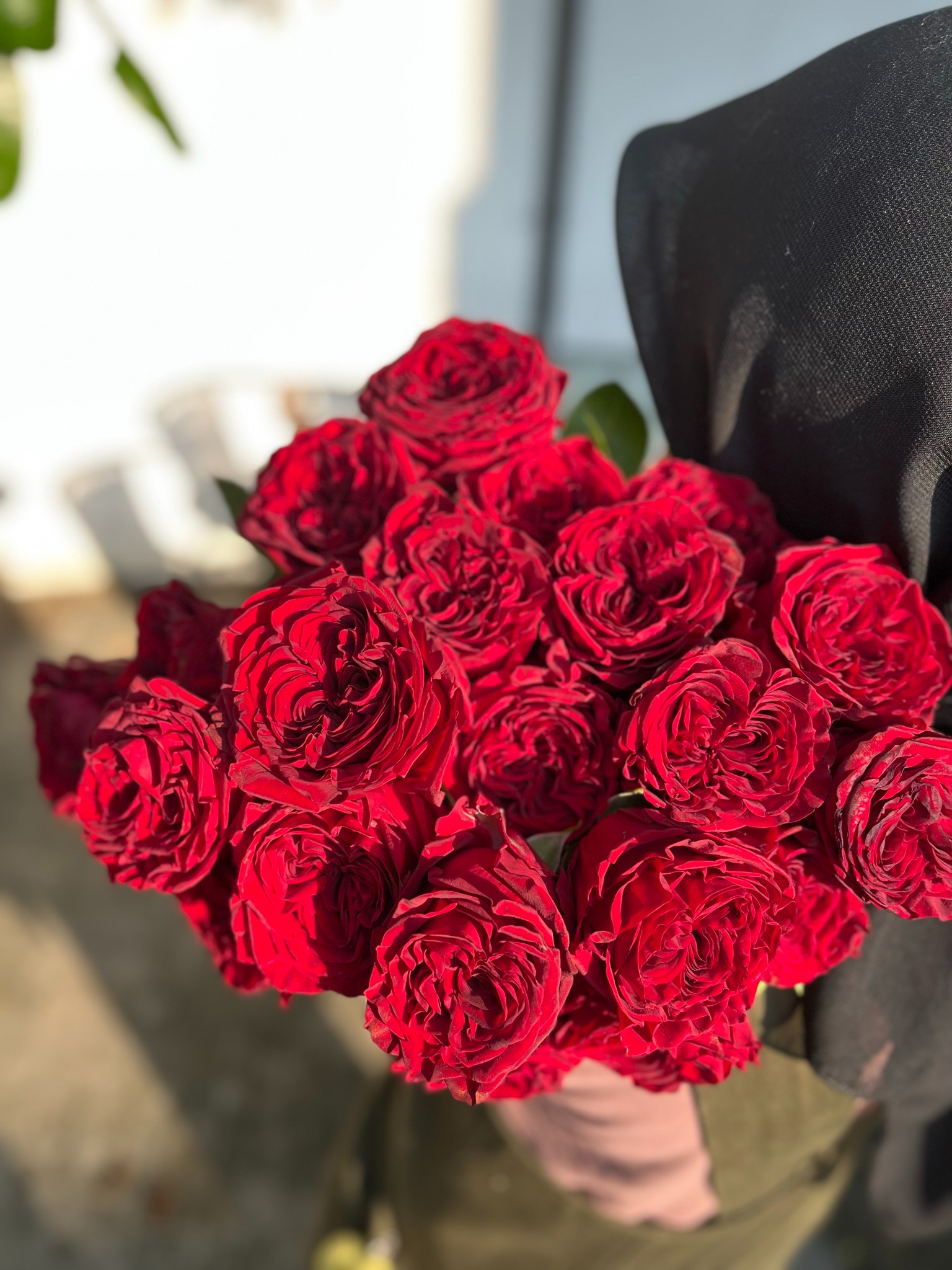 Garden Rose - Mayra