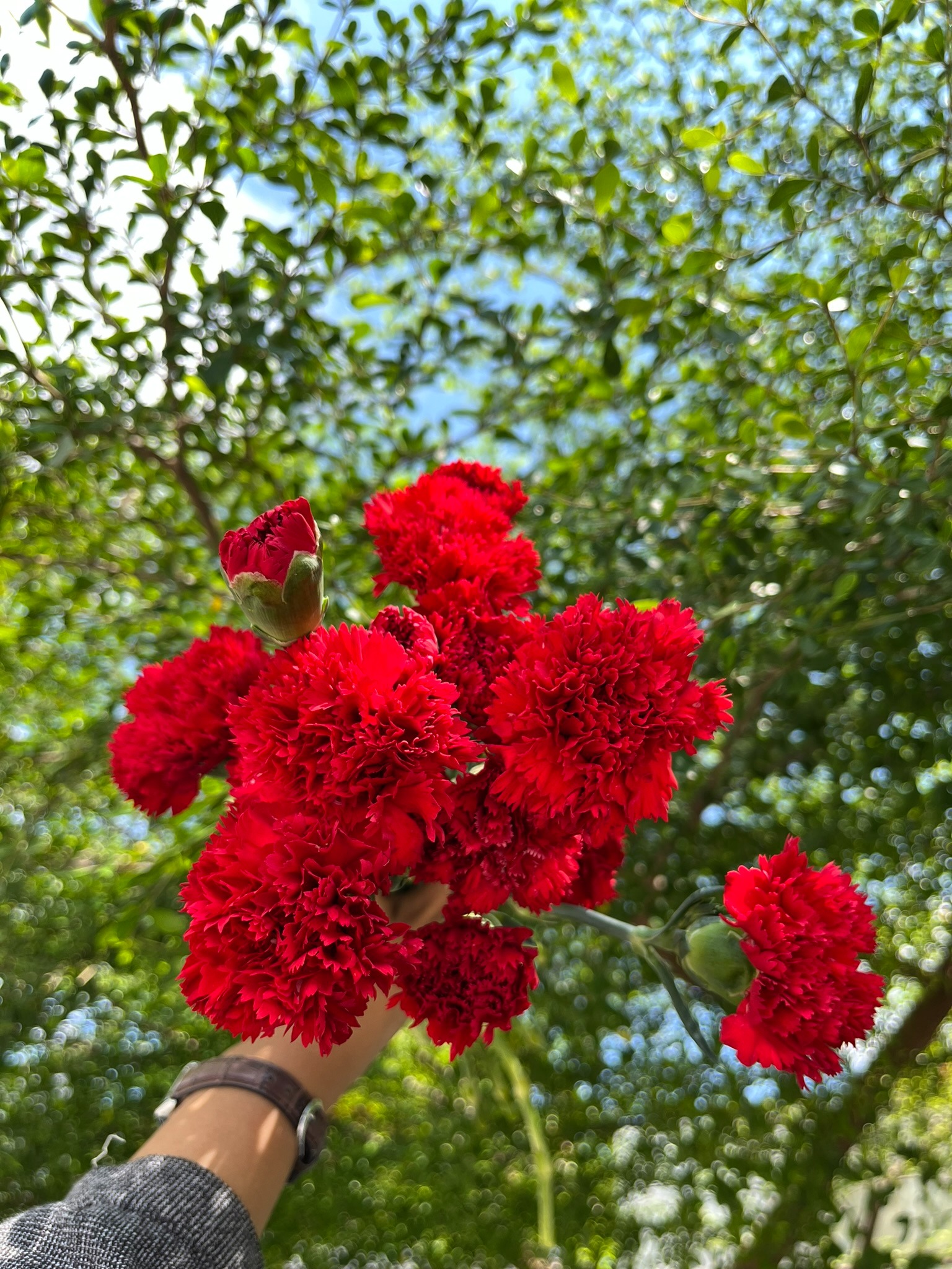 Carnation