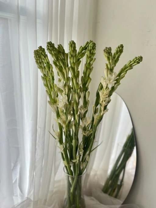 Image of Sedap Malam