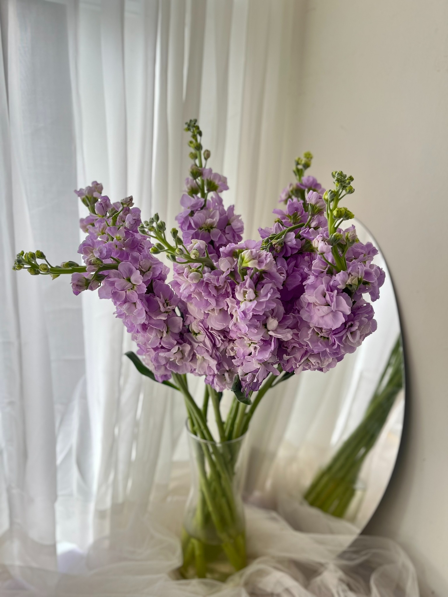 Matthiola