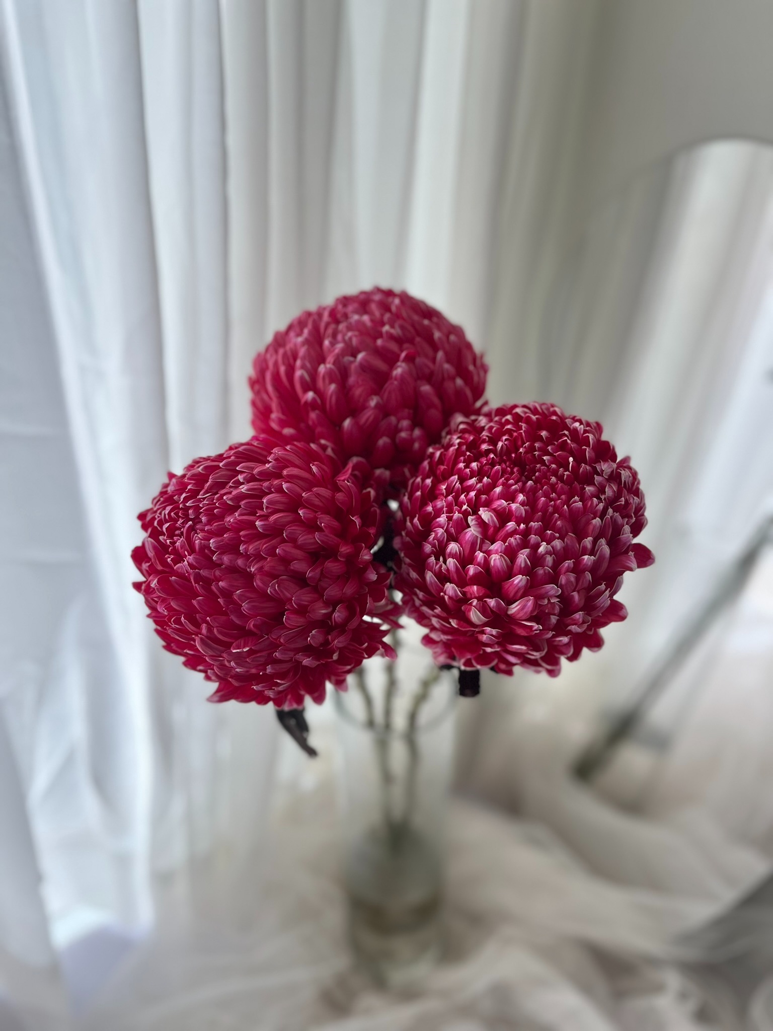 Peony Mum