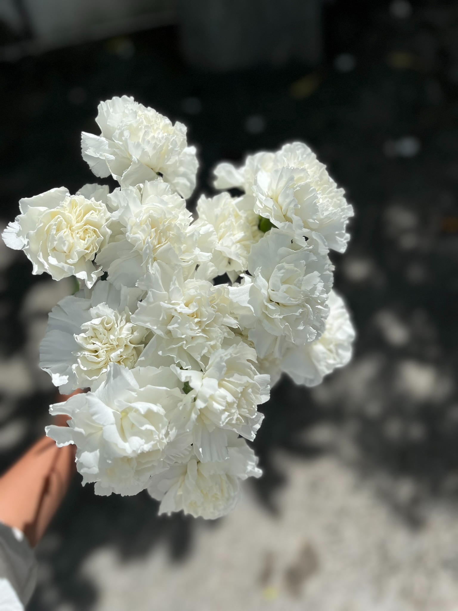 Carnation