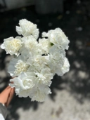 Carnation