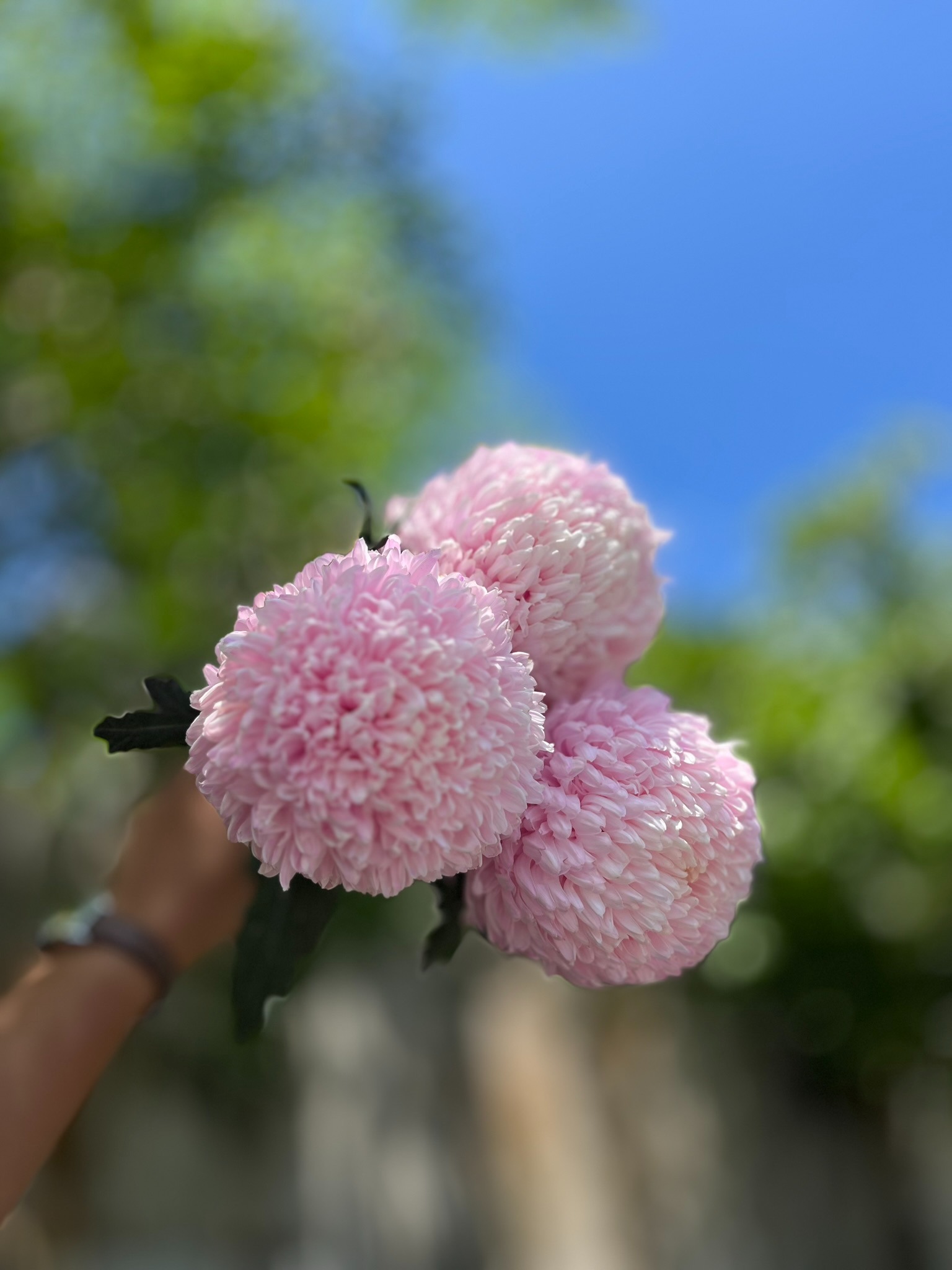 Peony Mum