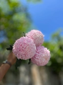 Peony Mum