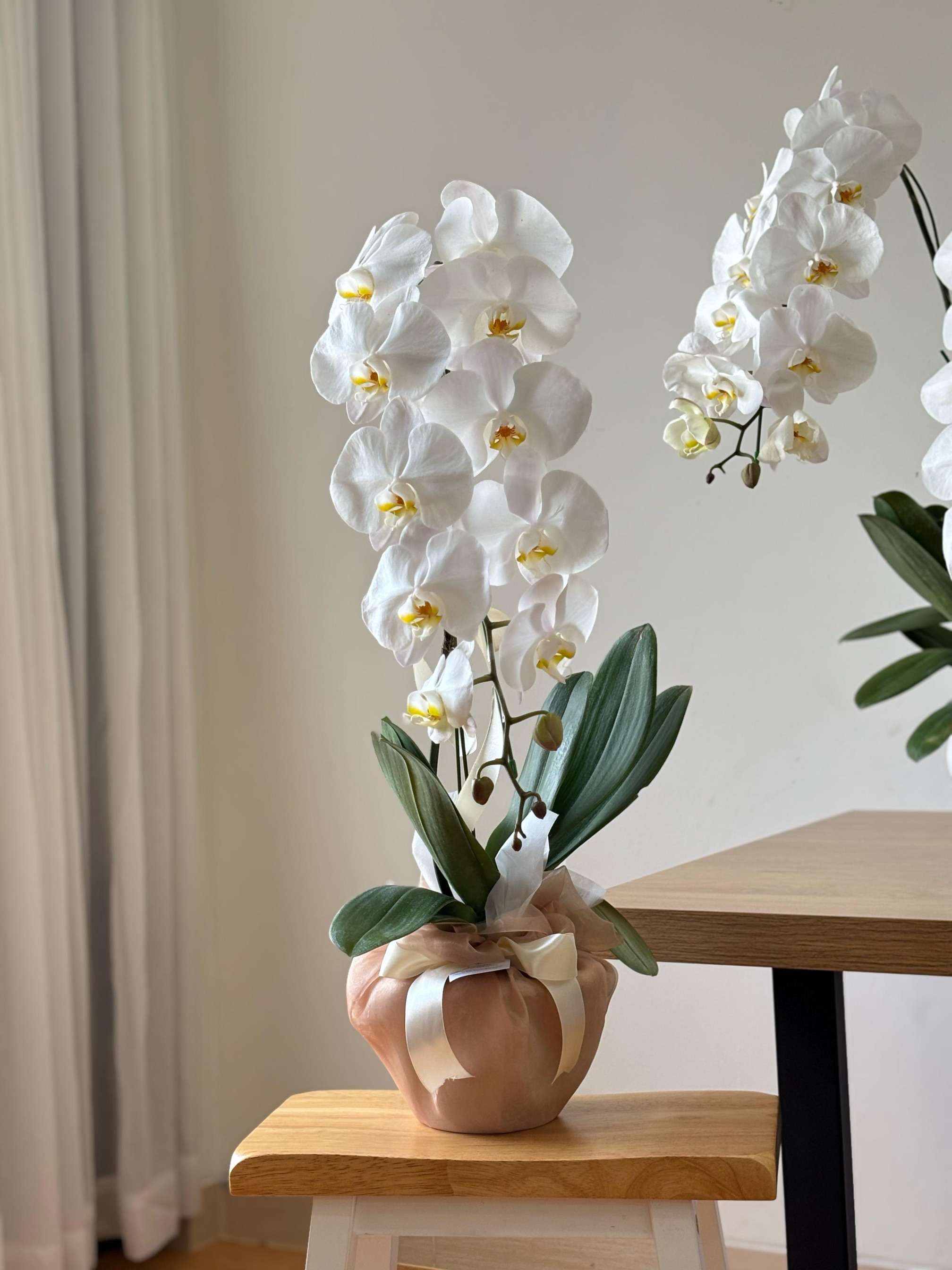 Kara Premium Moon Orchid Vase