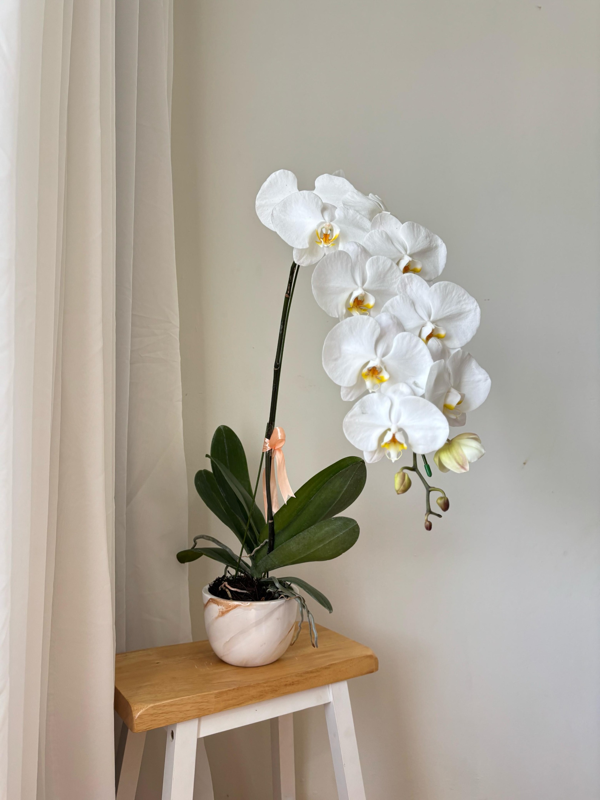 Kara Premium Moon Orchid Vase