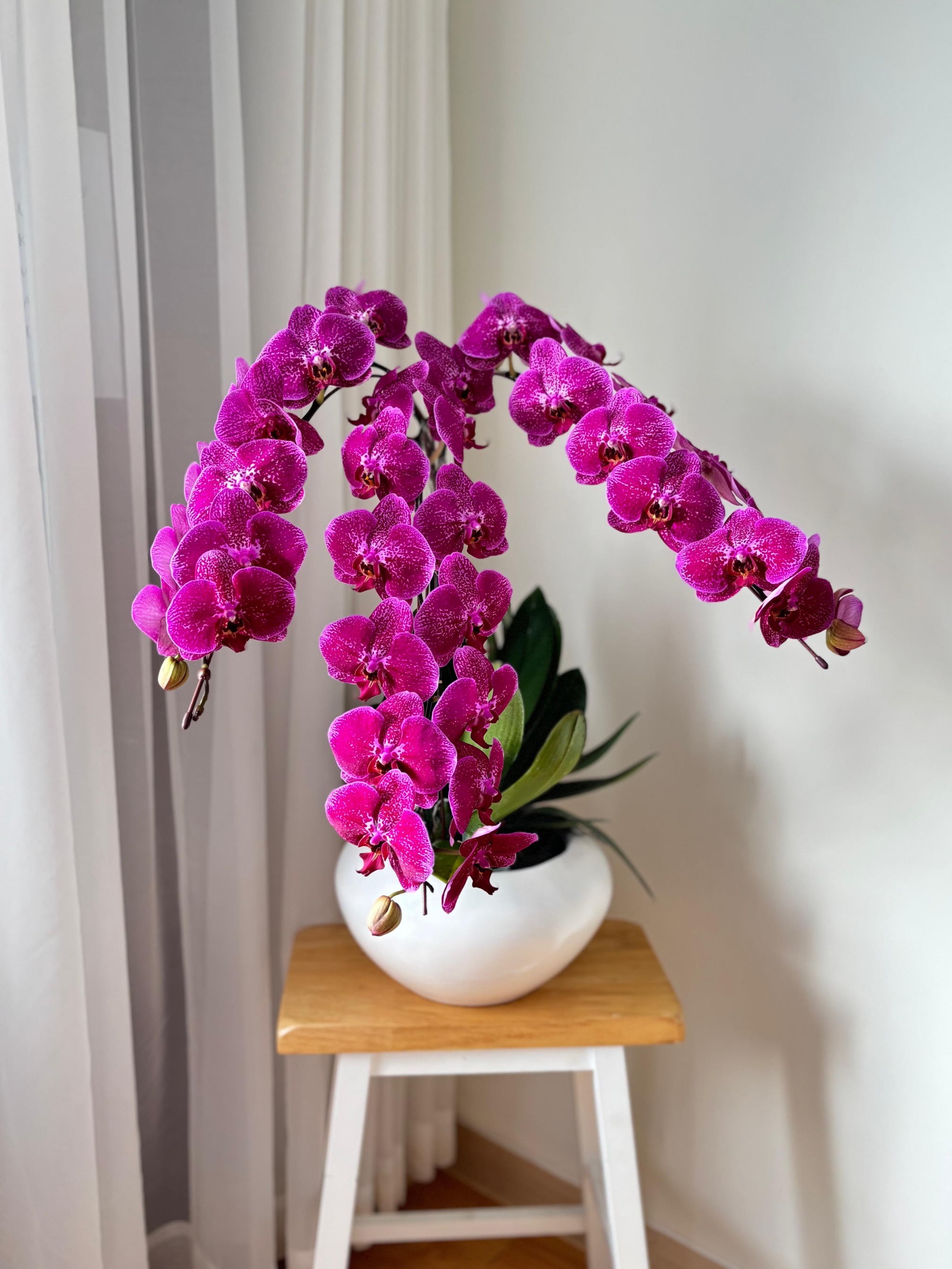 Nabeela Moon Orchid Vase