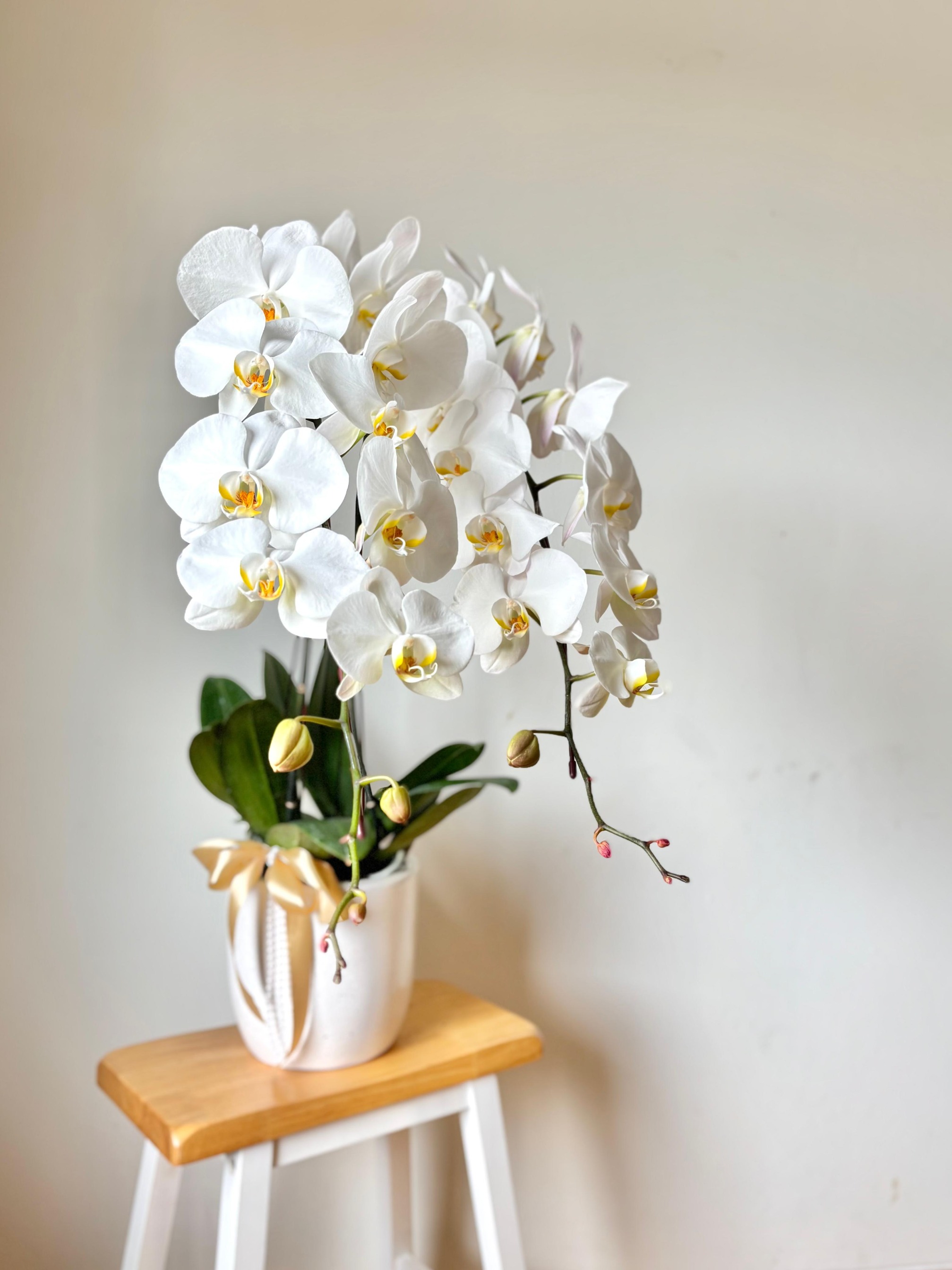 Nirina Moon Orchid Vase