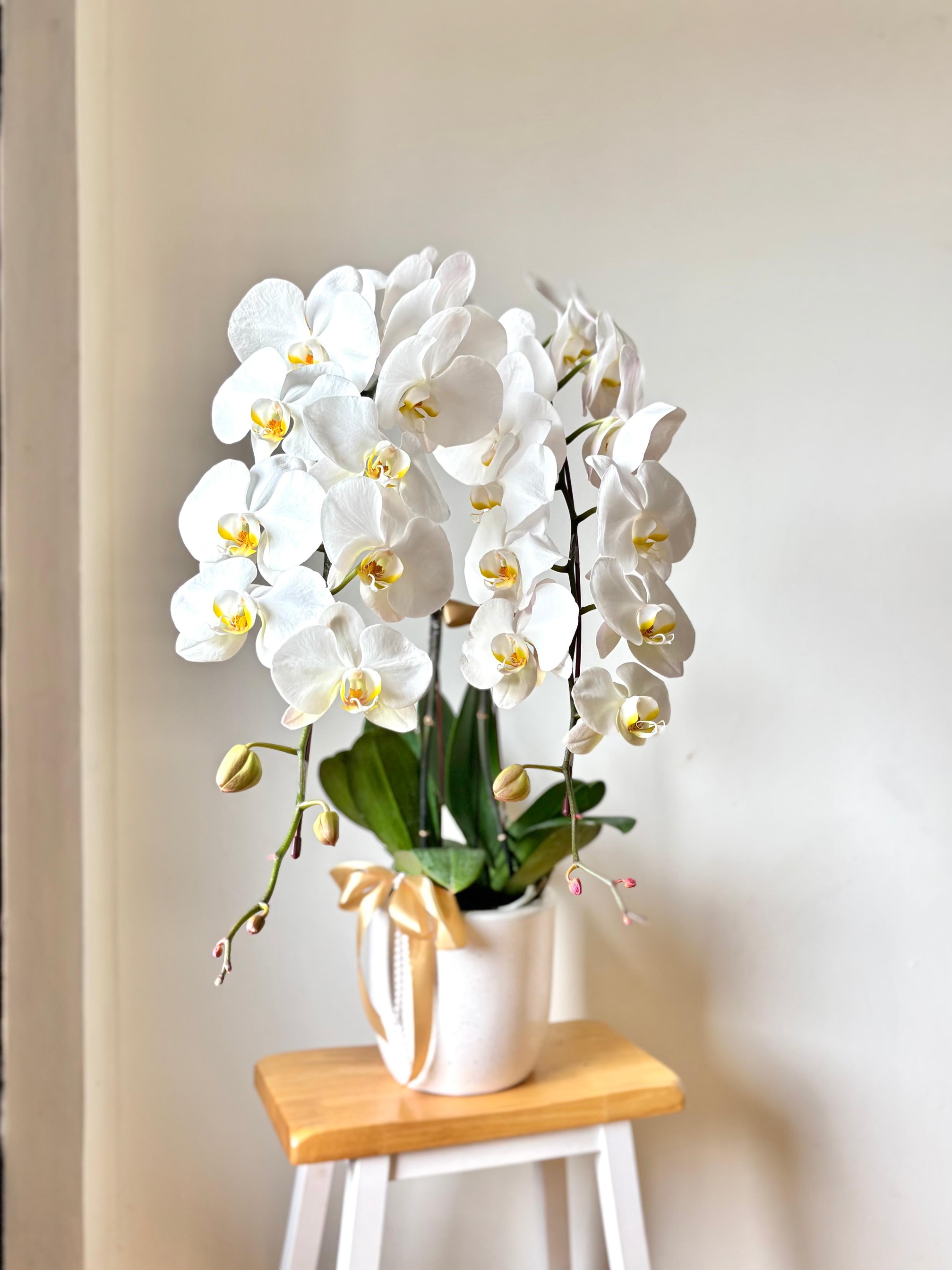Nirina Moon Orchid Vase