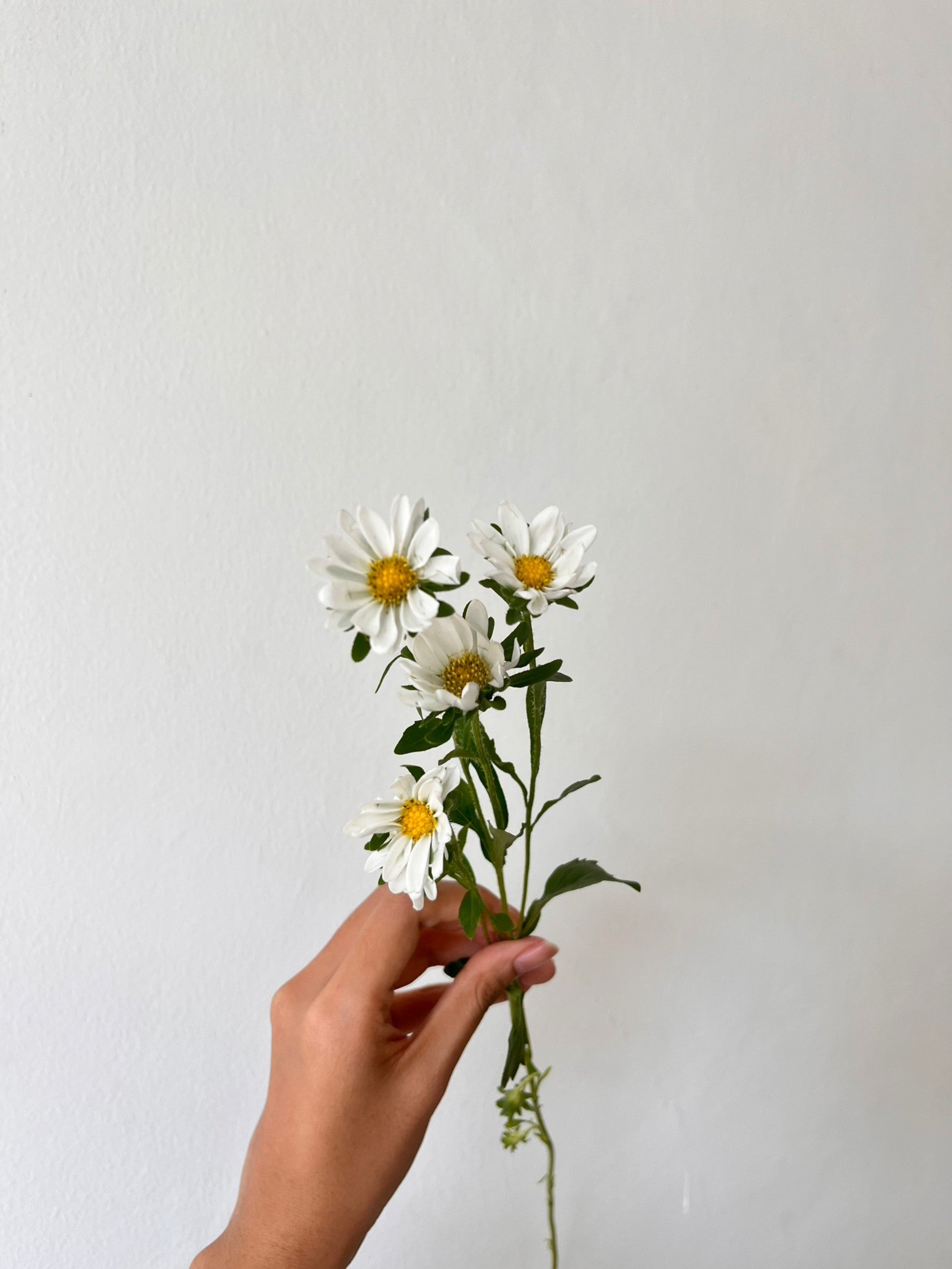 Daisy