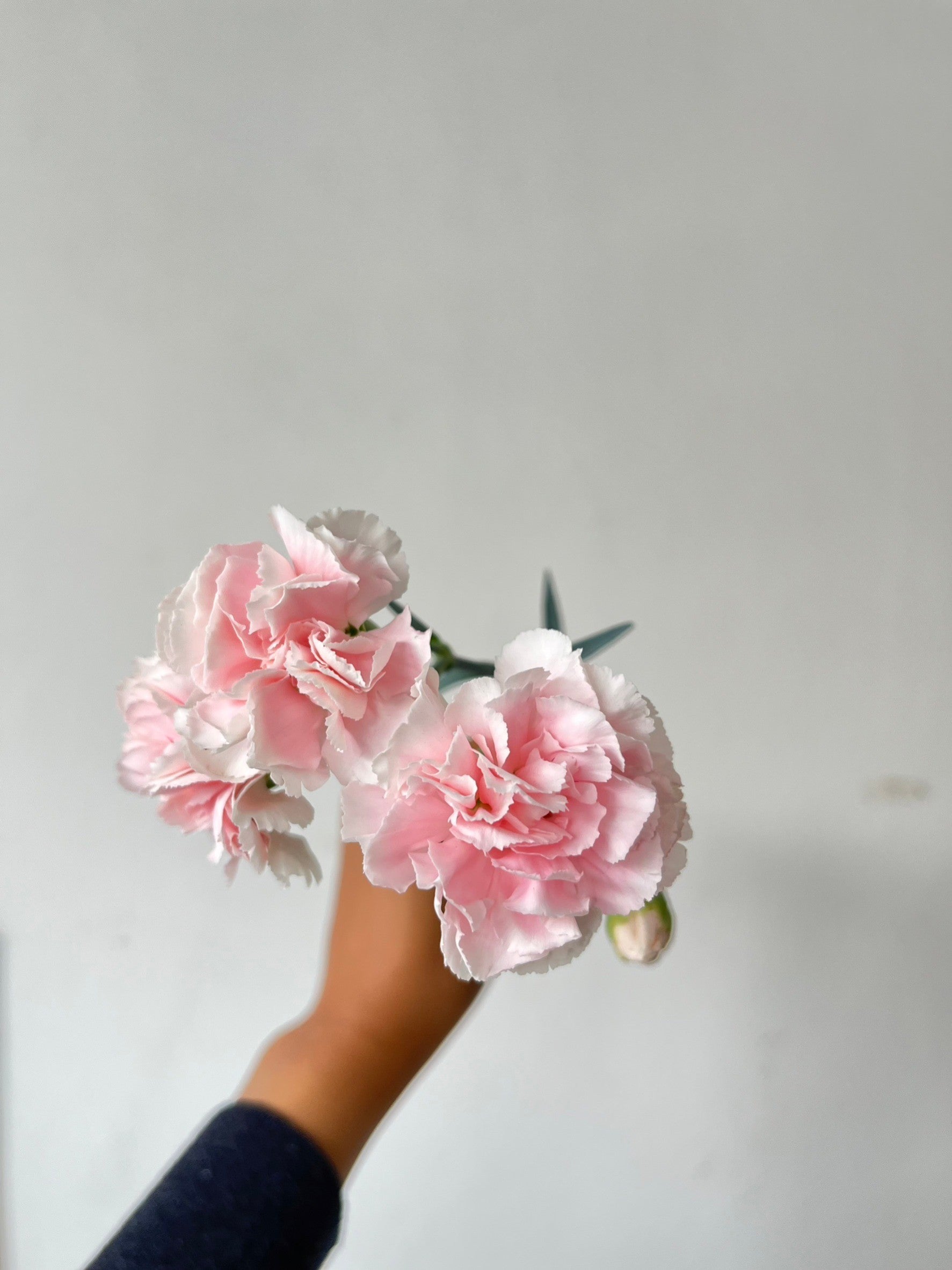 Local Carnation