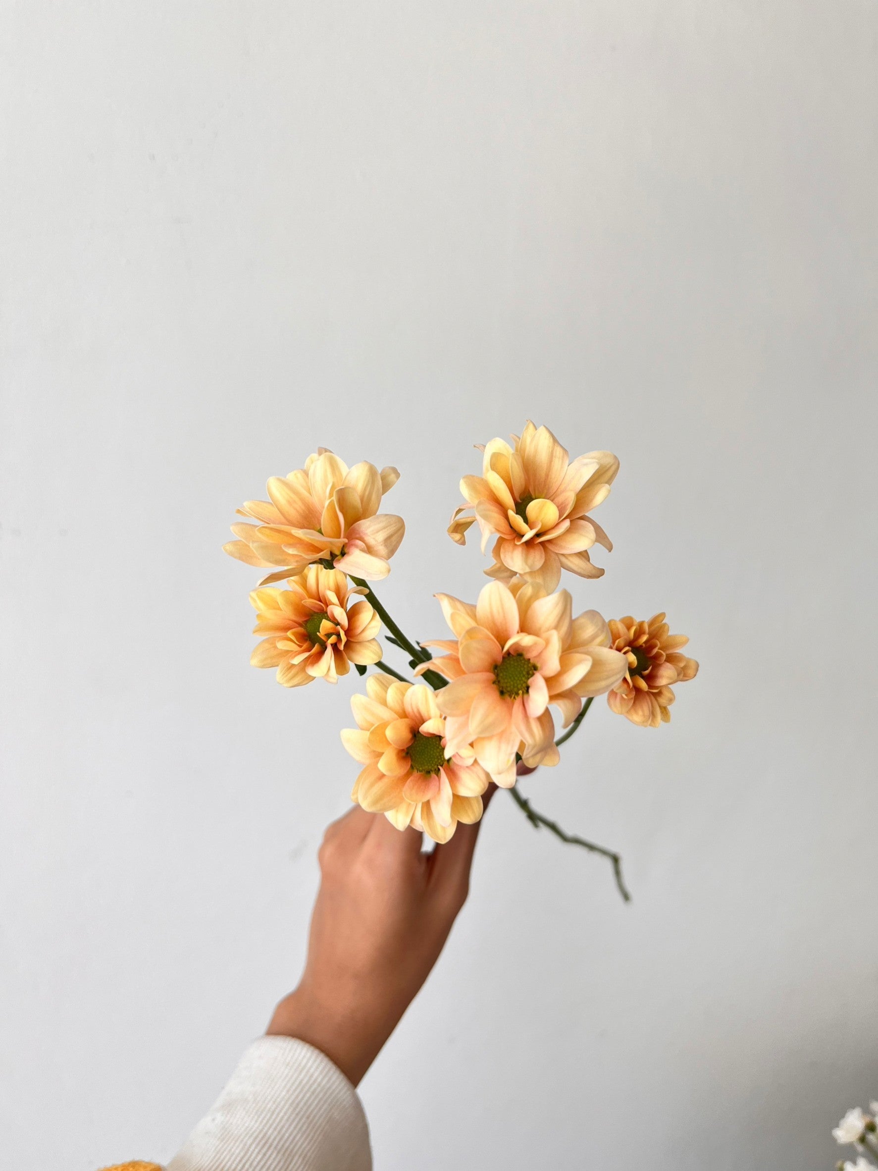 Aster