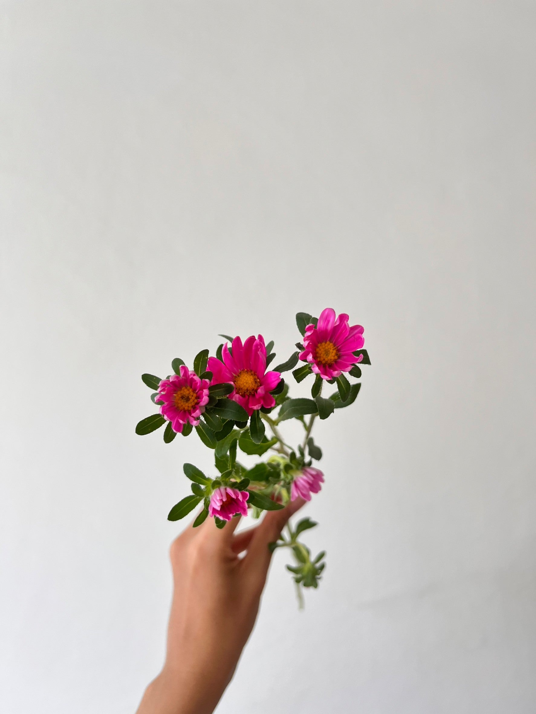 Daisy