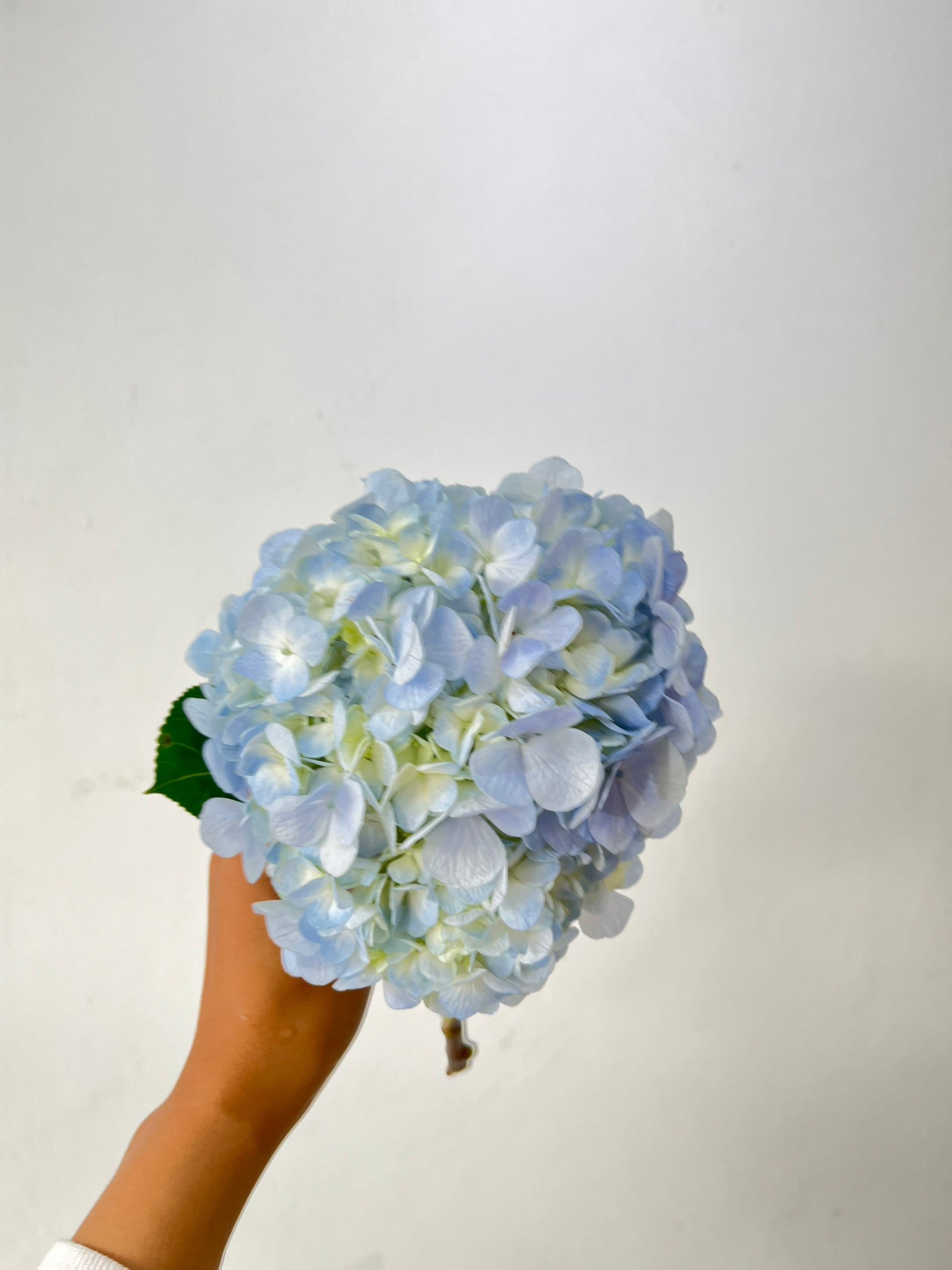Hydrangea