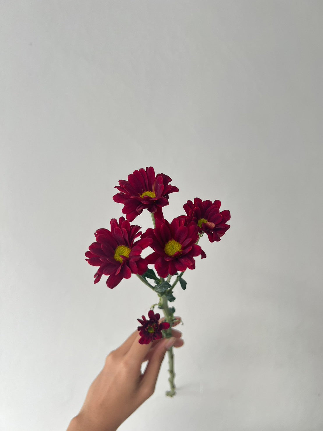 Aster
