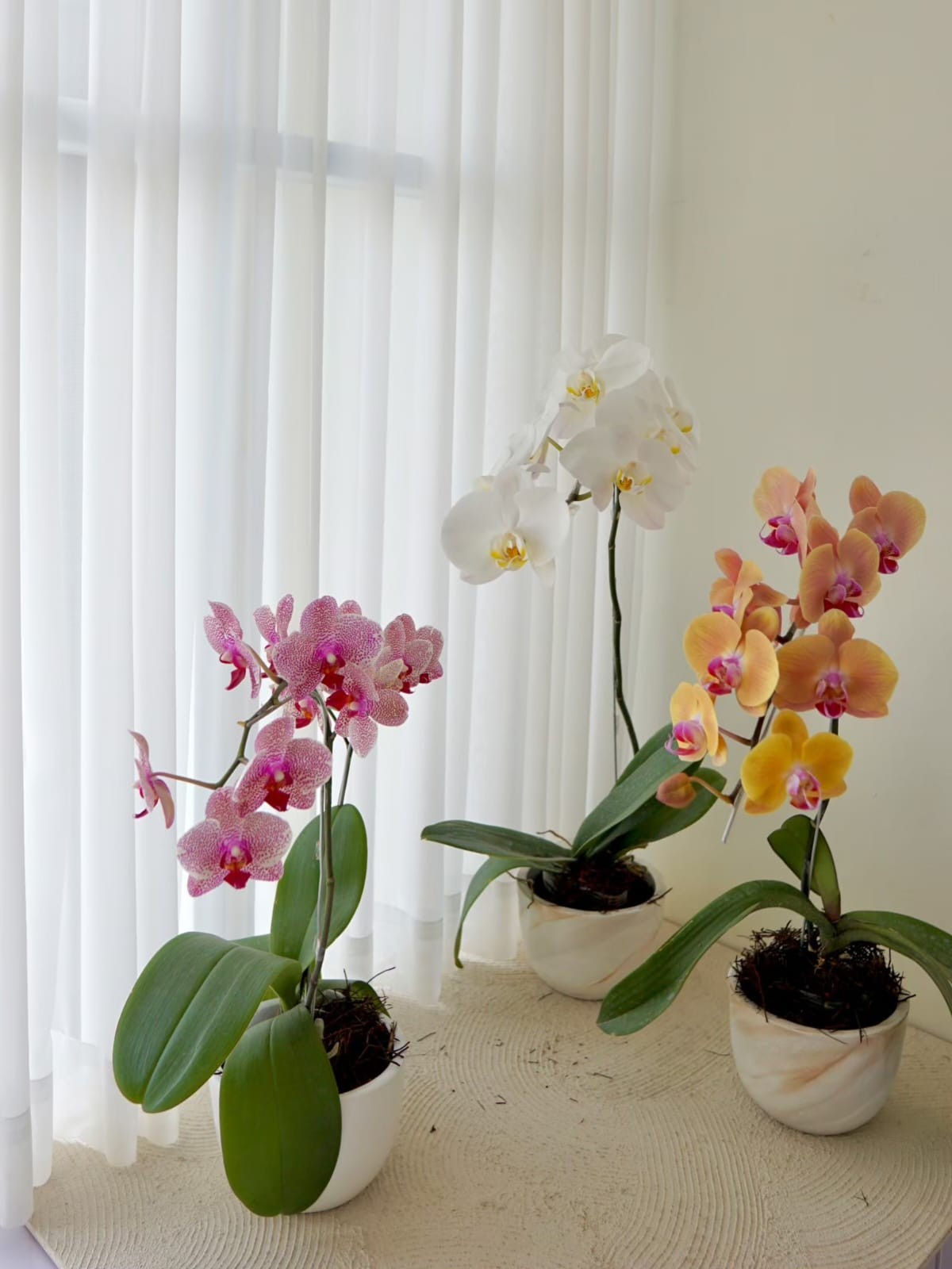 Kara Premium Moon Orchid Vase