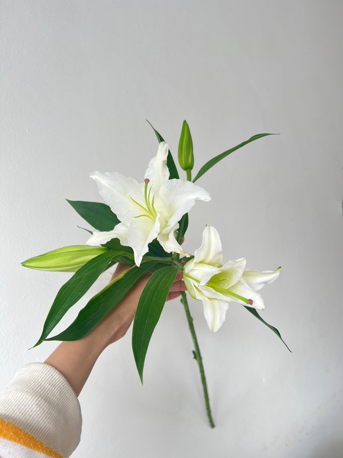 Lily