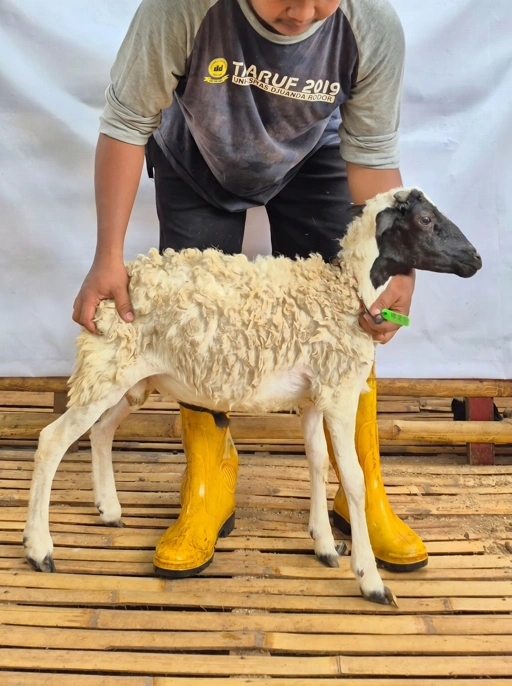 Image of Domba Qurban Tipe A 1038, berat 19 sd 21 Kg