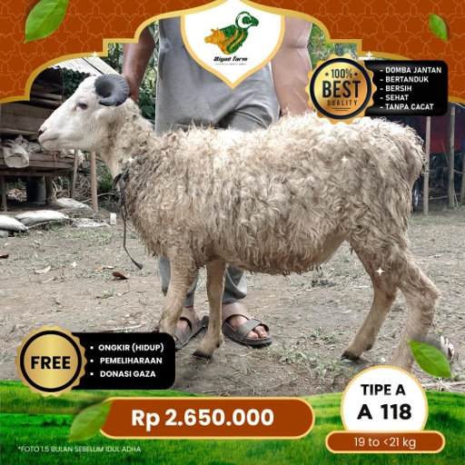 Image of Domba Qurban Tipe A 118 berat 19 sd 21 Kg