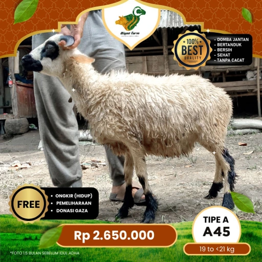 Image of Domba Qurban Tipe A 45, berat 19 sd 21 Kg