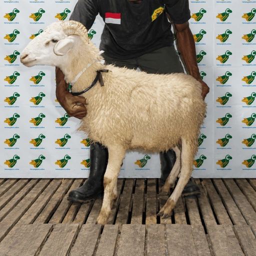 Image of Domba Qurban Tipe A 67, berat 19 sd 21 Kg