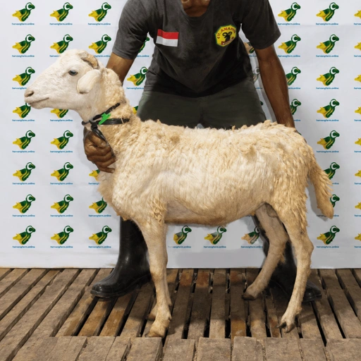 Image of Domba Qurban Tipe A 73, berat 19 sd 21 Kg