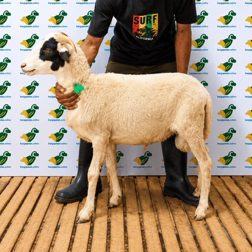 Image of Domba Qurban Tipe A 87, berat 19 sd 21 Kg