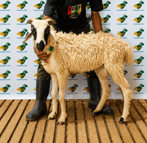 Image of Domba Qurban Tipe A 90, berat 19 sd 21 Kg