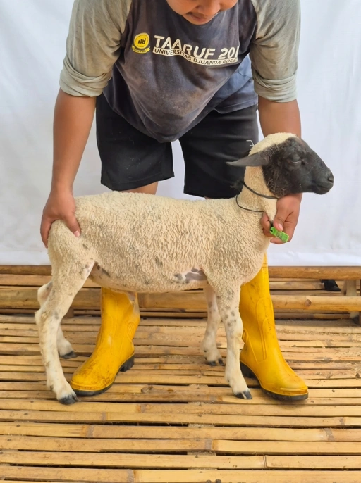 Image of Domba Qurban Tipe B 1025, berat 21 sd 25 Kg