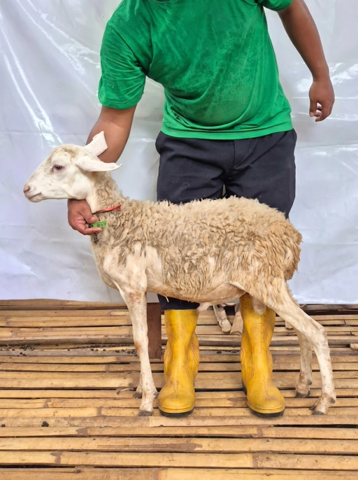 Image of Domba Qurban Tipe B 1037, berat 21 sd 25 Kg