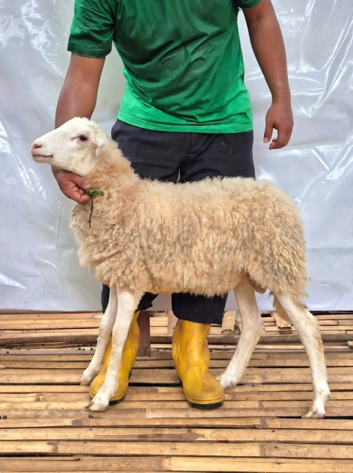 Image of Domba Qurban Tipe B 1039, berat 21 sd 25 Kg