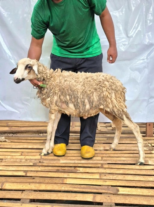 Image of Domba Qurban Tipe B 1048, berat 21 sd 25 Kg