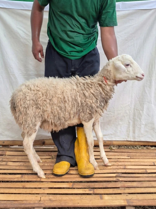 Image of Domba Qurban Tipe B 1049, berat 21 sd 25 Kg