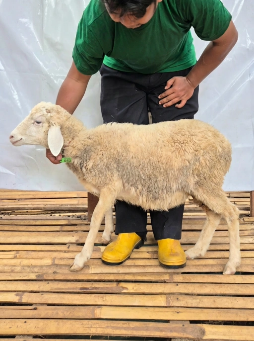 Image of Domba Qurban Tipe B 1052, berat 21 sd 25 Kg