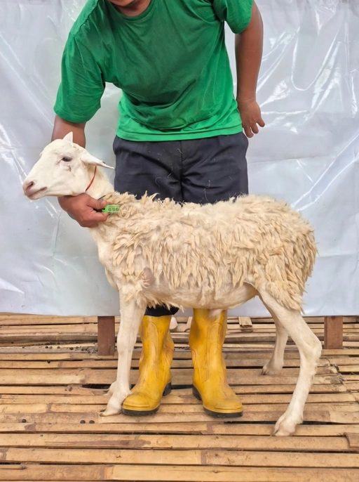 Image of Domba Qurban Tipe B 1056, berat 21 sd 25 Kg