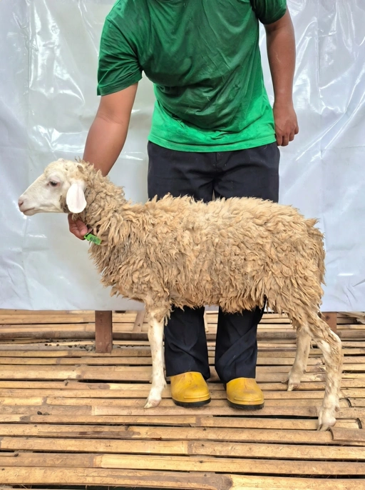 Image of Domba Qurban Tipe B 1061, berat 21 sd 25 Kg