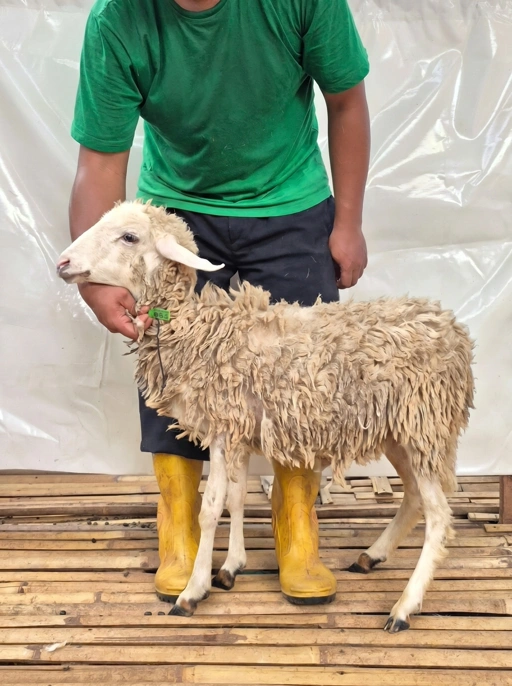 Image of Domba Qurban Tipe B 1062, berat 21 sd 25 Kg